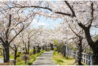🌸 호조 큰 연못(호조 오이케)